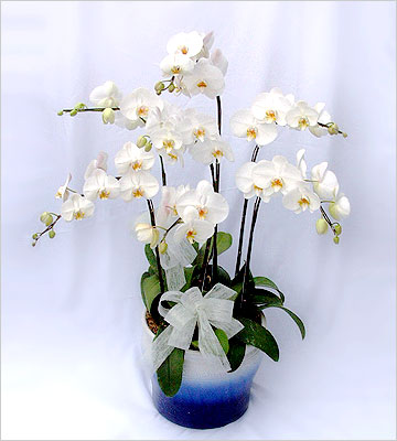  China Flower China Florist  China  Flowers shop China flower delivery online  ,China:Sympathy 26